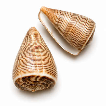 Conus Figulinus - konkylie