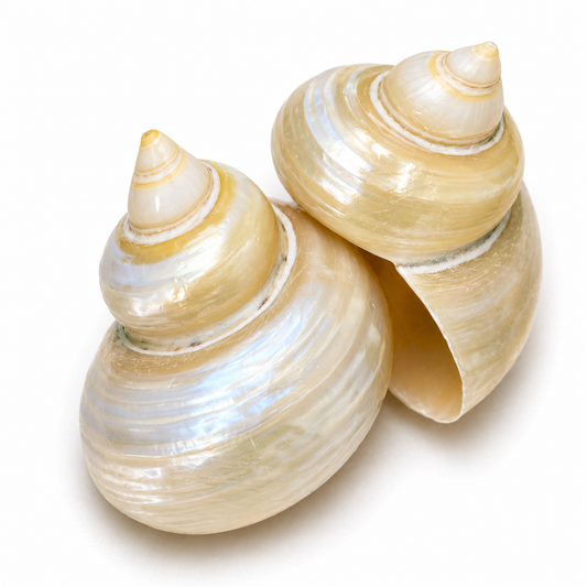 Billede af Turbo gold, pearlized - konkylie