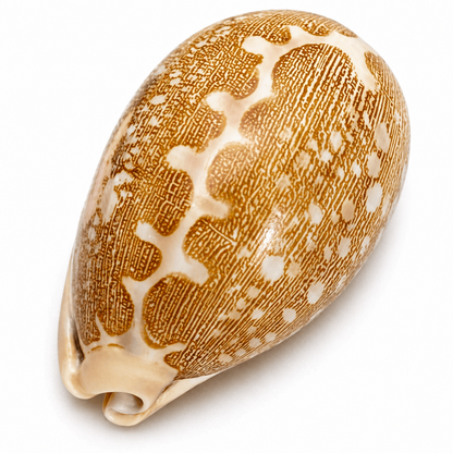 Cowrie, cyprea mappa - konkylie (UV fluorescerende)