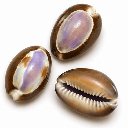 Cowrie, Purple top - konkylie