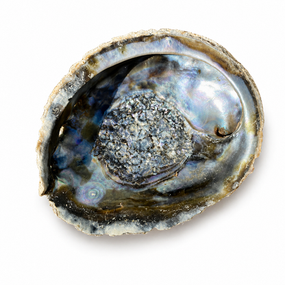 Abalone, naturlig