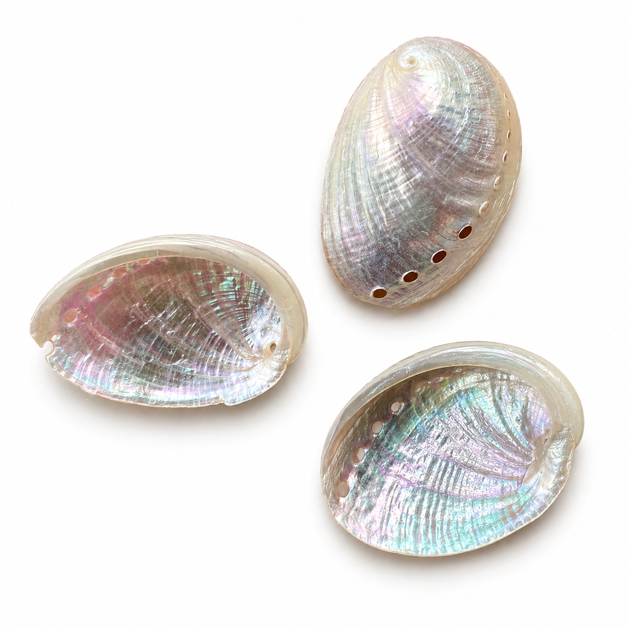 Abalone mini perlemor - muslingeskal Abalone mini perlemor - muslingeskal