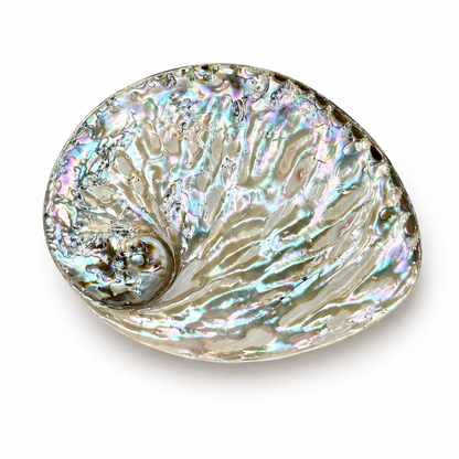 Abalone , højpoleret fra Sydafrika