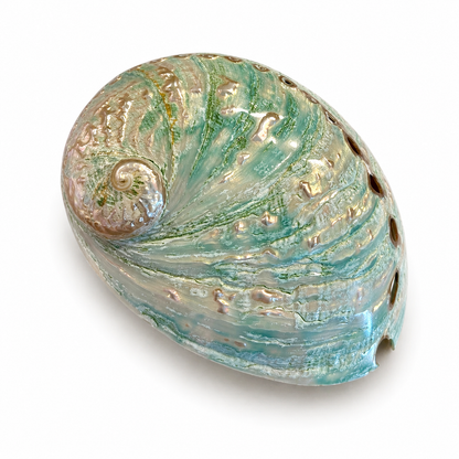 Haliotis Laevigata grøn poleret - 7 cm