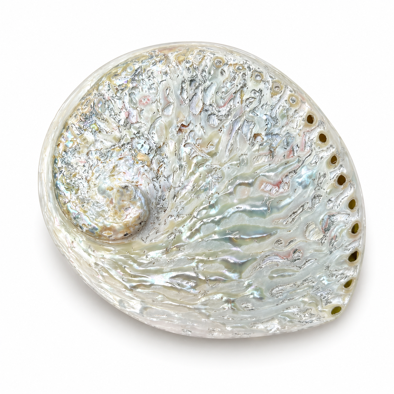 Abalone hvid, højpoleret fra Sydafrika Abalone hvid, højpoleret fra Sydafrika