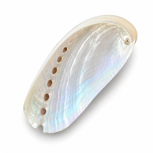 Billede af Abelone Pearlized - muslingeskal