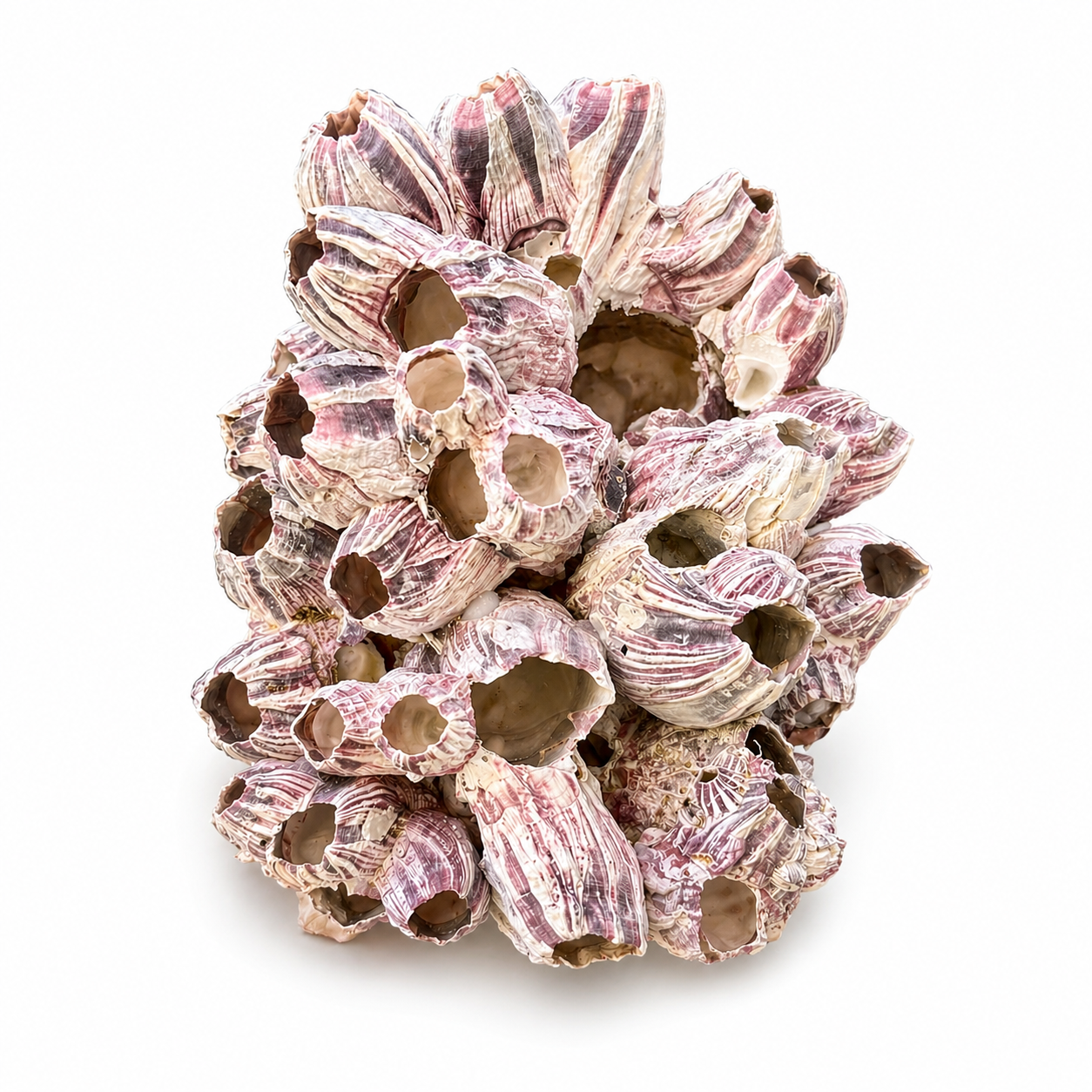 Barnacle - 19 cm Barnacle - 19 cm