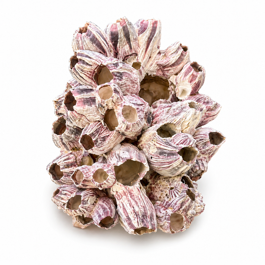 Billede af Barnacle - 19 cm