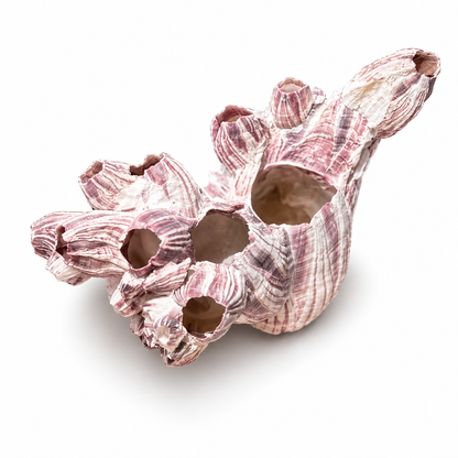 Barnacle - 14 cm