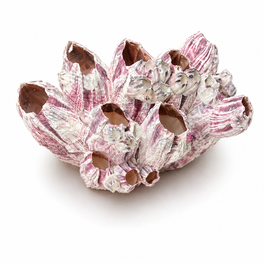 Billede af Barnacle - 12 cm