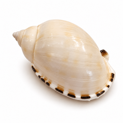 Casmaria Erinaceus  - 4 cm
