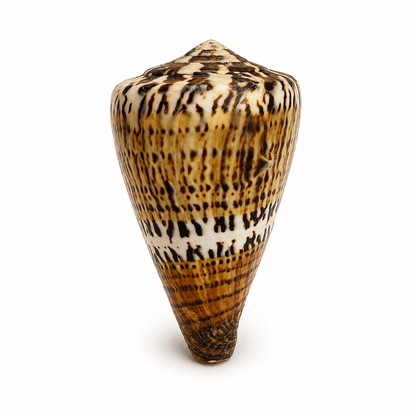 Conus capitaneus  - 6 cm