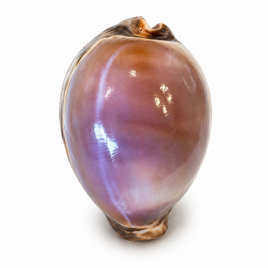 Billede af Cyprea Tigris purple - 7 cm