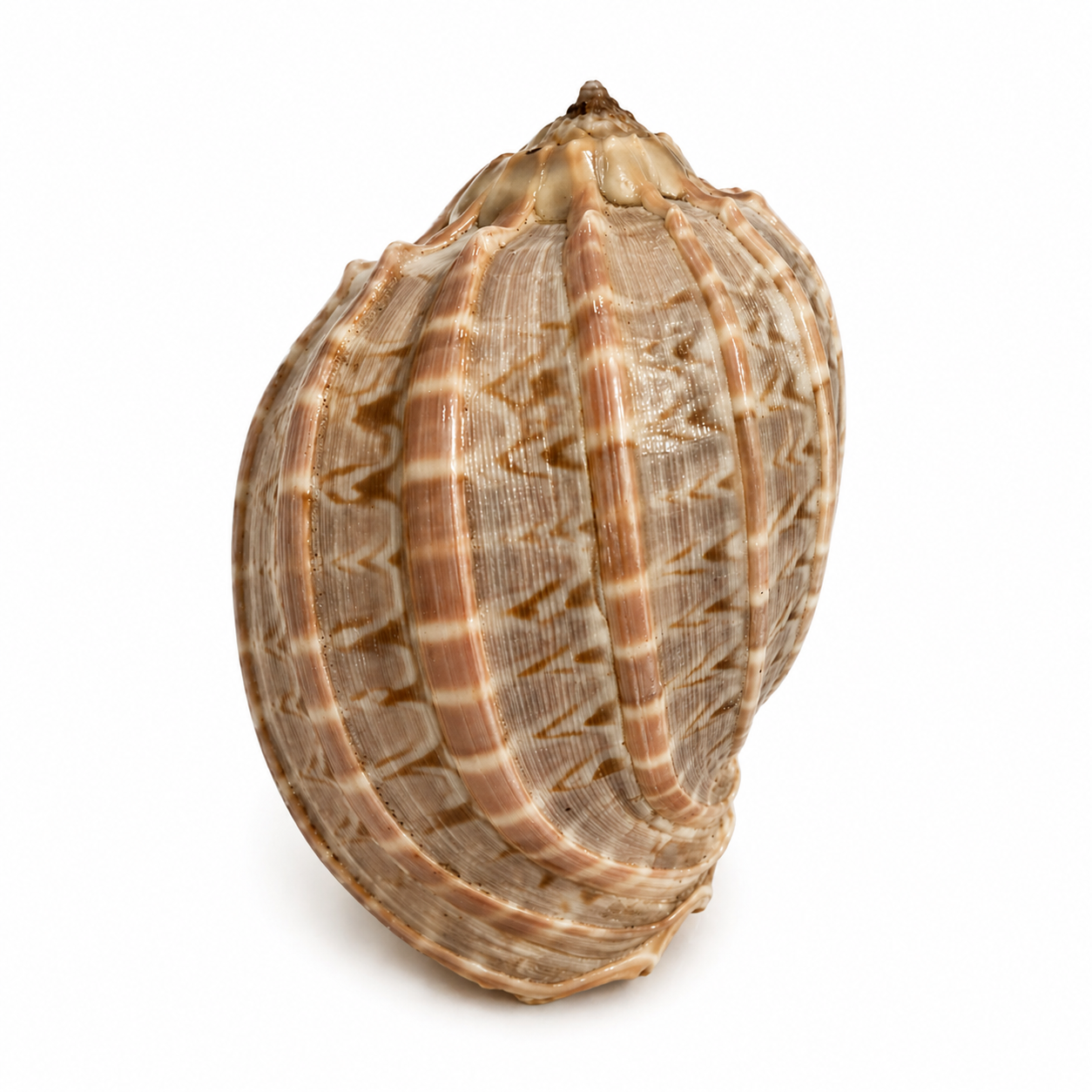 Harpa Davidis 6 cm - Madagaskar Harpa Davidis 6 cm - Madagaskar