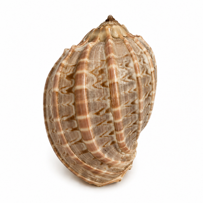 Harpa Davidis 6 cm - Madagaskar
