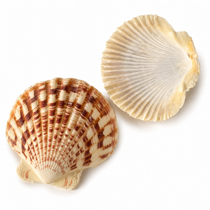 Macarense, king scallop - muslingeskal