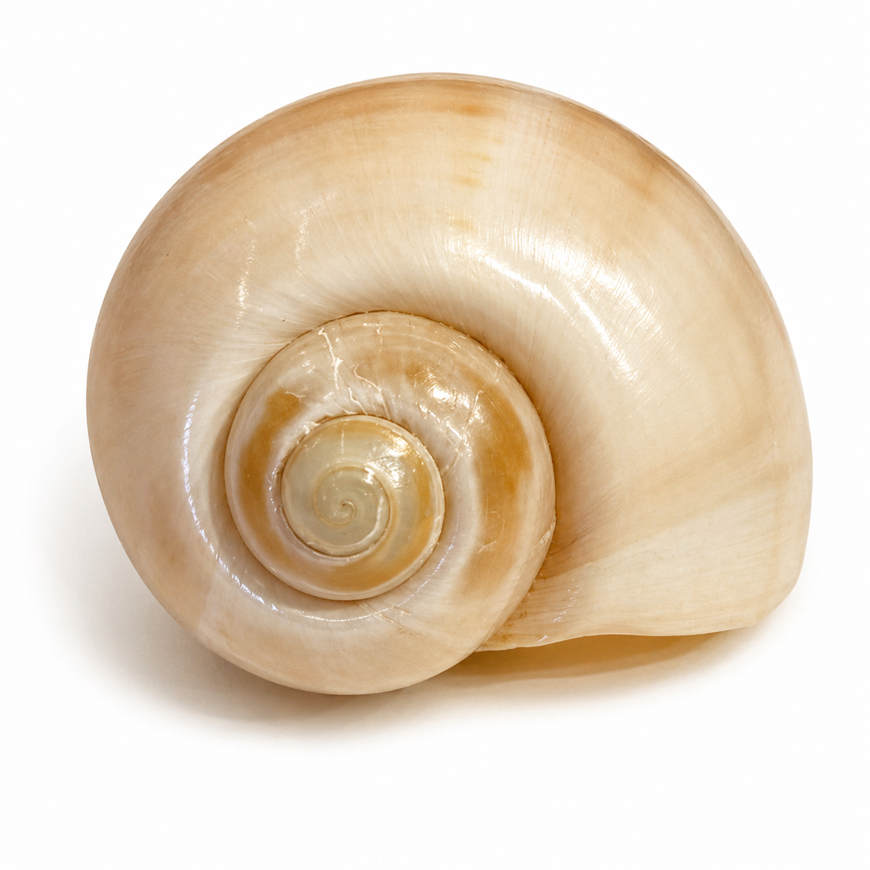 Pomacea Paludosa 5,5 cm - gul Pomacea Paludosa 5,5 cm - gul