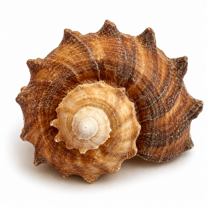 Rapana Rapiformis - 7 cm