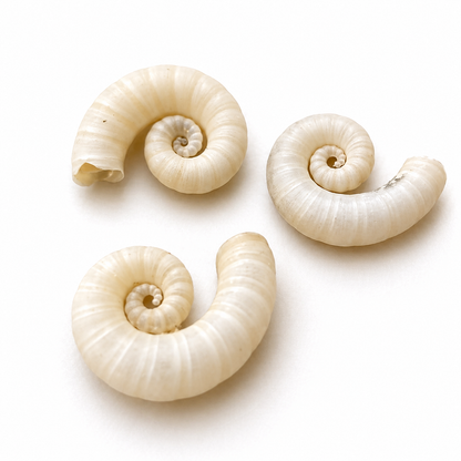 Spirula Spirula blæksprutte - 2 cm