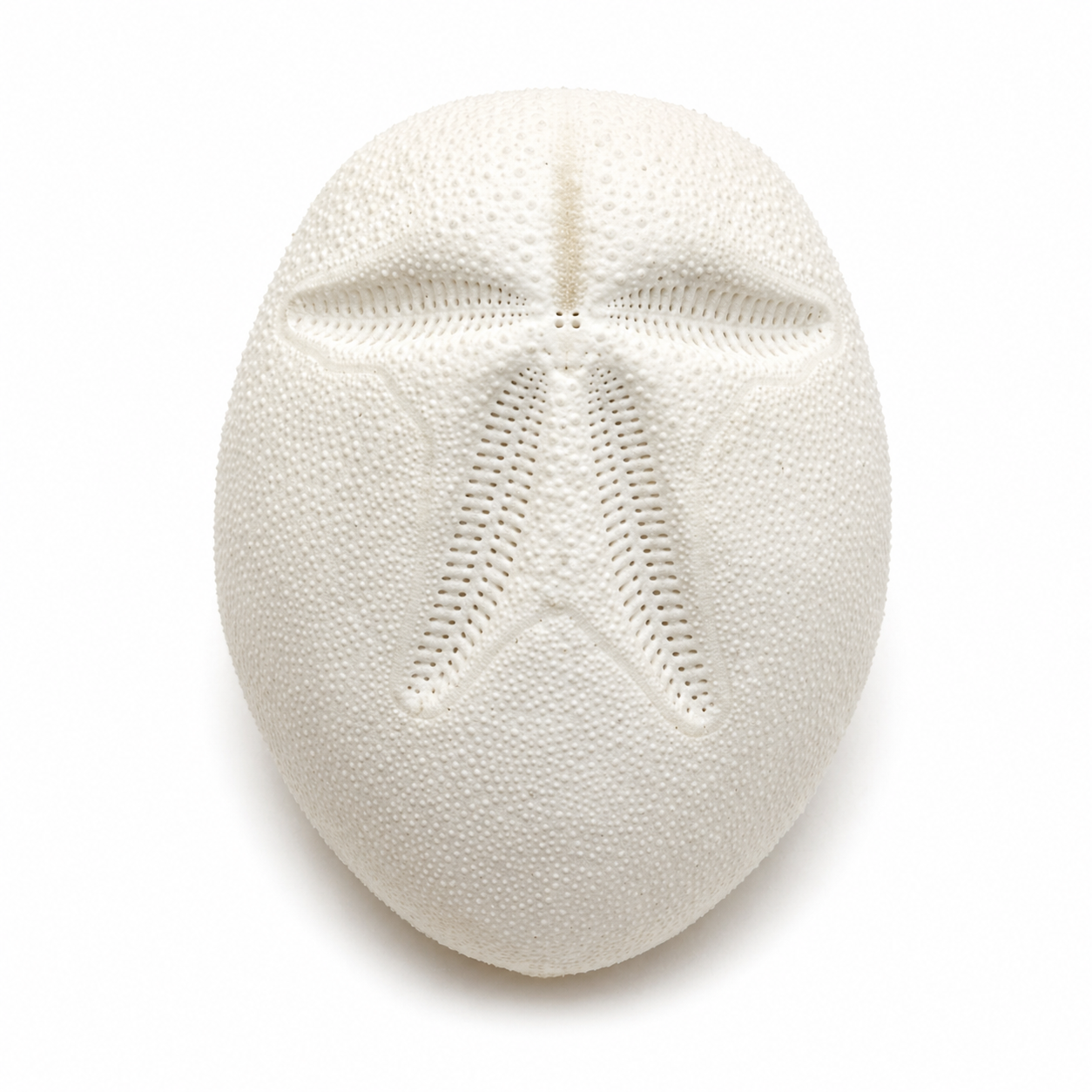 Søpindsvin, Heart Urchin Søpindsvin, Heart Urchin