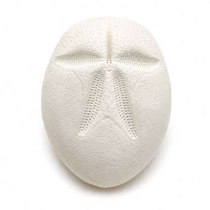 Søpindsvin, Heart Urchin