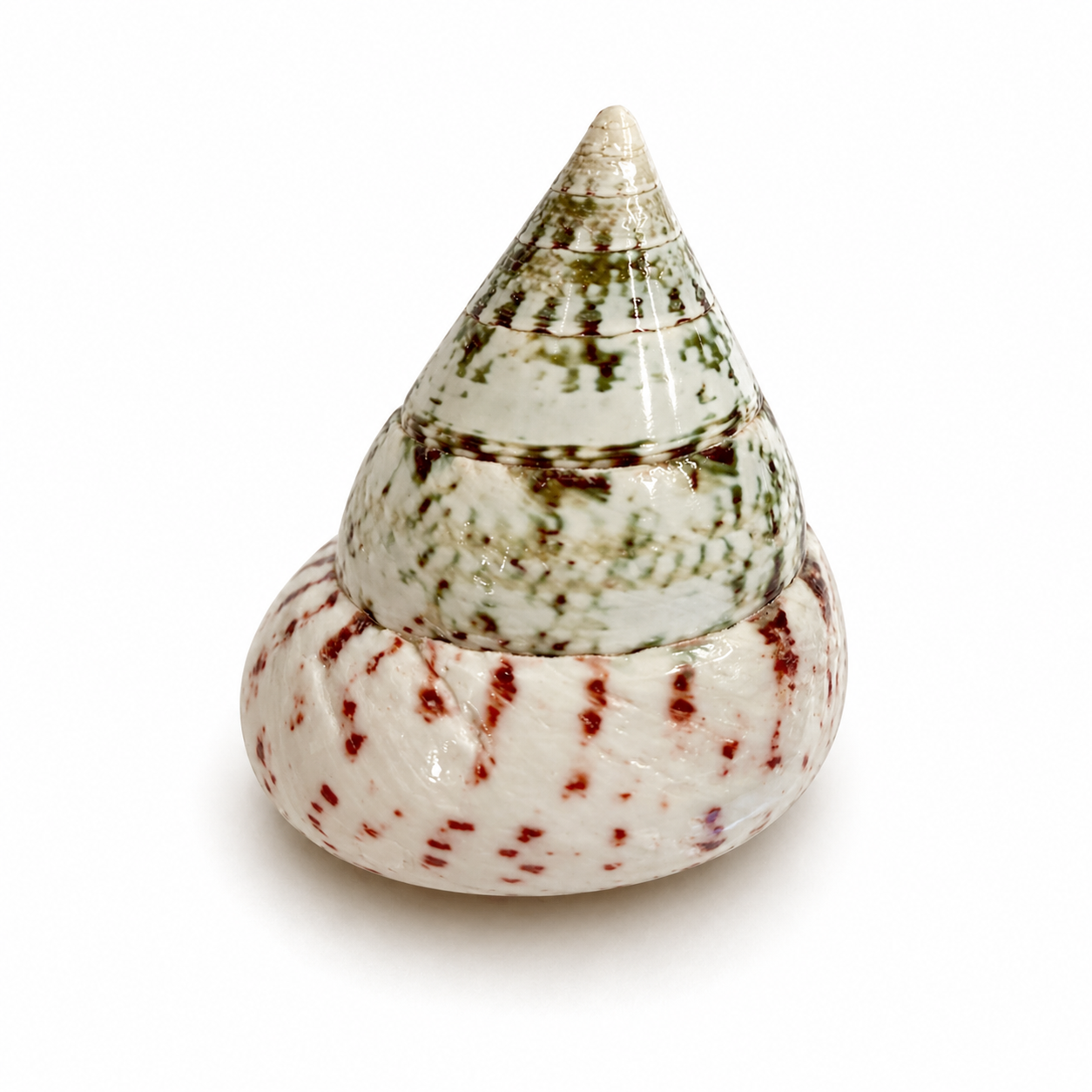Tectus conus strawberry  - 4 cm Tectus conus strawberry  - 4 cm