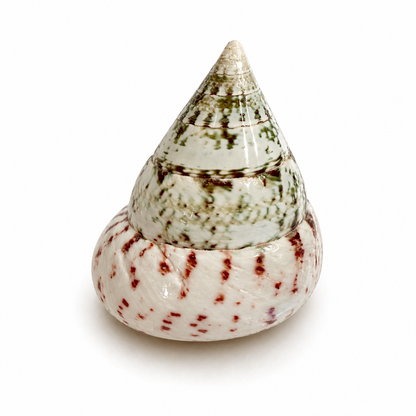 Tectus conus strawberry  - 4 cm