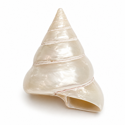 Tectus perlemor - 5,5 cm