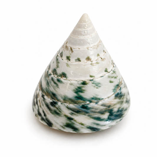 Billede af Tectus pyramis 5 cm