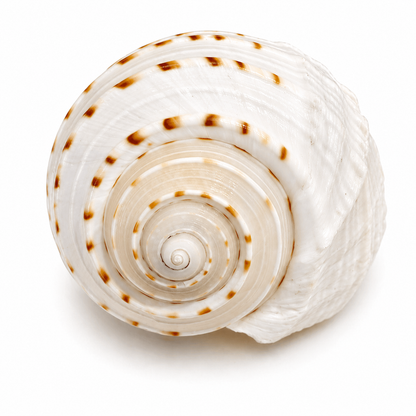 Tonna Dolium 12 cm - Filippinerne