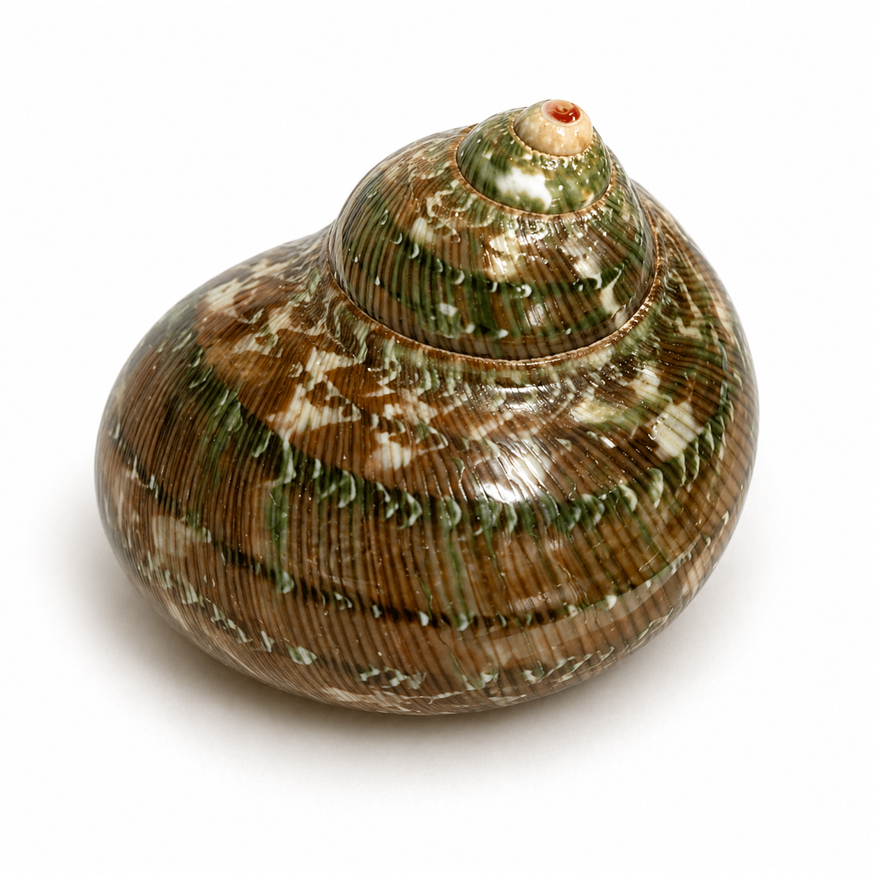 Turbo Petholatus - 5 cm Turbo Petholatus - 5 cm