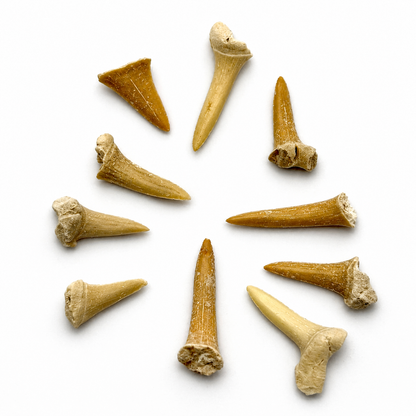 10 stk mini forstenede hajtænder 1 - 2 cm
