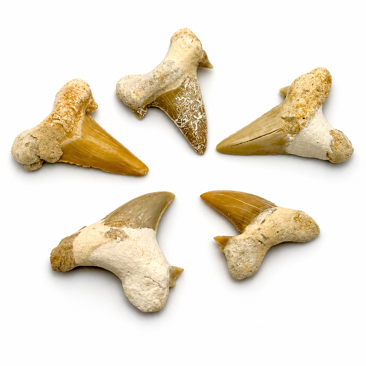 Forstenet hajtand 3,5 cm Forstenet hajtand 3,5 cm
