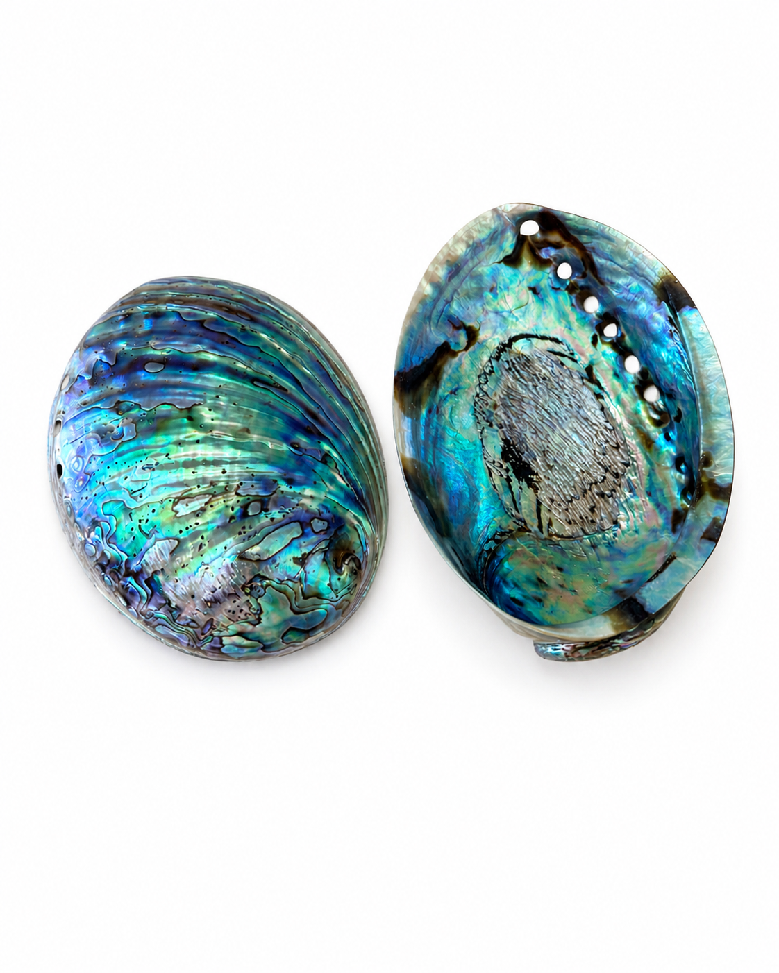 Paua Abalone poleret | 12 cm Paua Abalone poleret | 12 cm