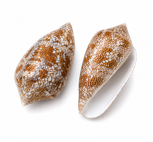 Billede af Conus textile - konkylie | 8-9 cm