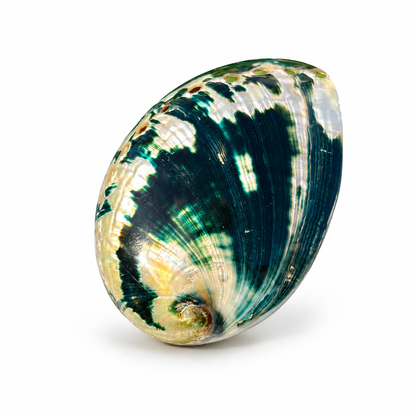 Abalone, mørk grøn poleret - 9 cm