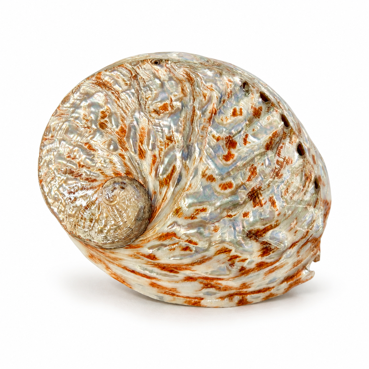 Abalone, rød poleret - 14 cm Abalone, rød poleret - 14 cm