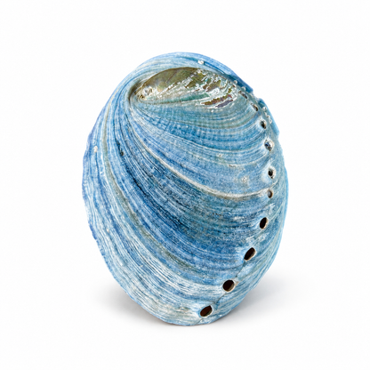 Himmelblå abalone upoleret - 8 cm
