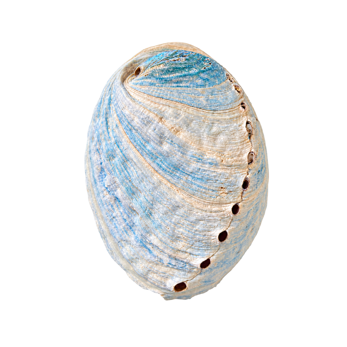Himmelblå abalone upoleret - 8 cm Himmelblå abalone upoleret - 8 cm