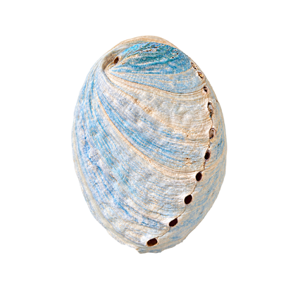 Himmelblå abalone upoleret - 8 cm