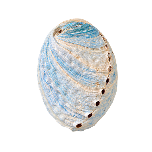 Billede af Himmelblå abalone upoleret - 8 cm