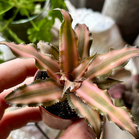 Billede af Plante - Cryptanthus bivittatus brown Regnskovs bromelia