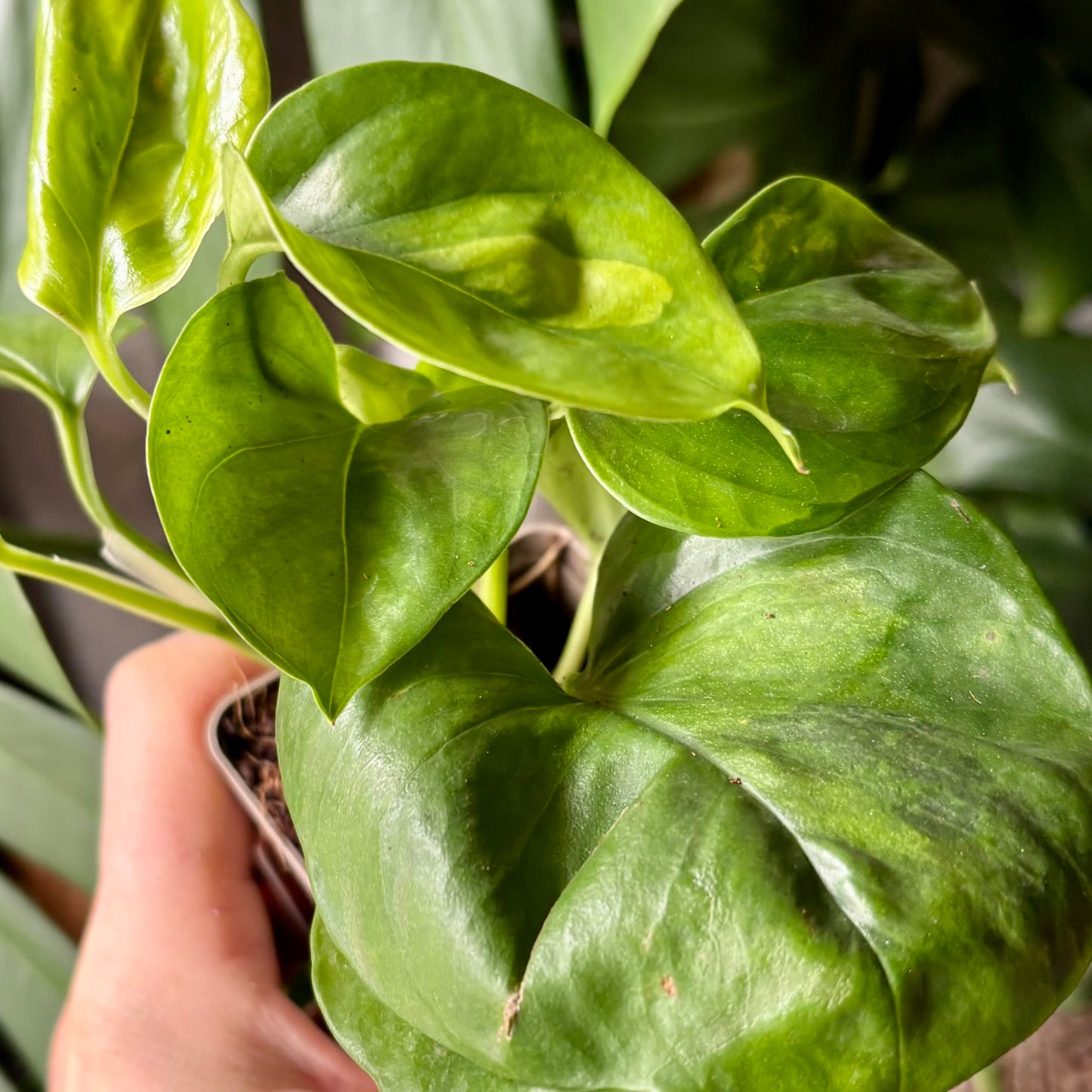 Plante - Epipremnum aureum Plante - Epipremnum aureum