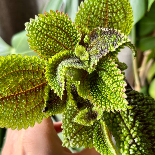 Billede af Plante - Pilea mollis Moon Valley