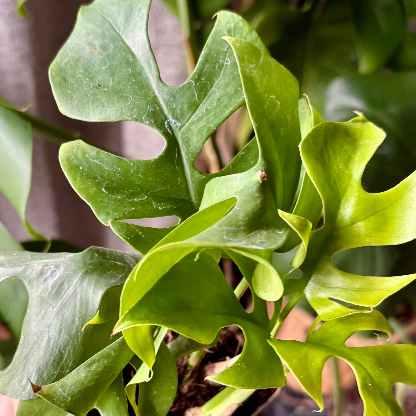 Plante - Monstera deliciosa  Småbladet klatreplante Plante - Monstera deliciosa  Småbladet klatreplante