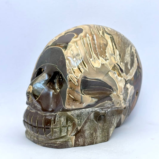 Billede af Sjældent Ammonit kranie  10 cm