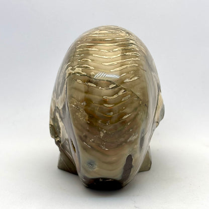 Sjældent Ammonit kranie  10 cm