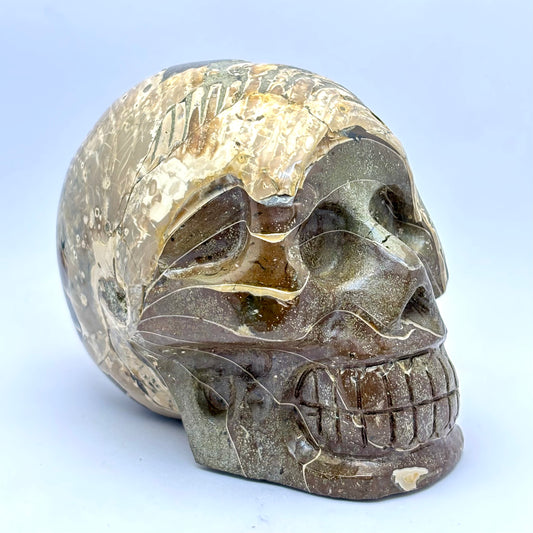 Billede af Sjældent Ammonit kranie 10,5 cm