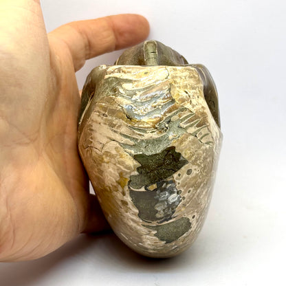 Sjældent Ammonit kranie 10,5 cm